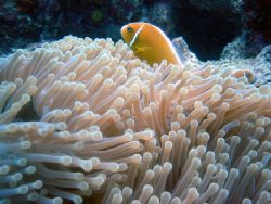 Mr. Anenome and Son. If you look close on the right there... by Lisa Lappe 